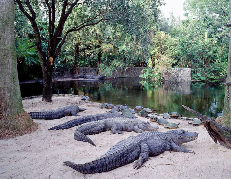 Crocodilos no Busch Gardens em Tampa Bay Florida