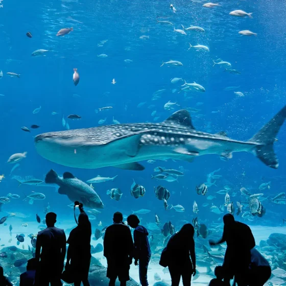 Descubra o Maior Aquário dos EUA: Georgia Aquarium