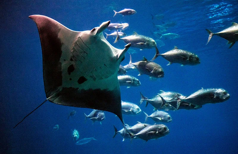 Arraia-manta no Georgia Aquarium