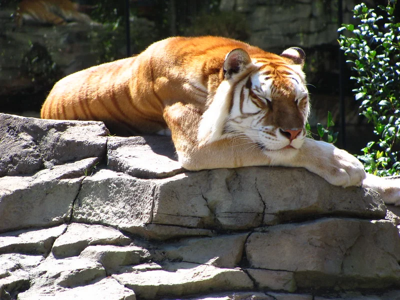 Tigre de Bengala Busch Gardens