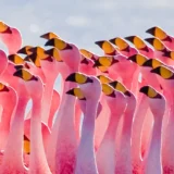 flamingos são símbolo da Florida