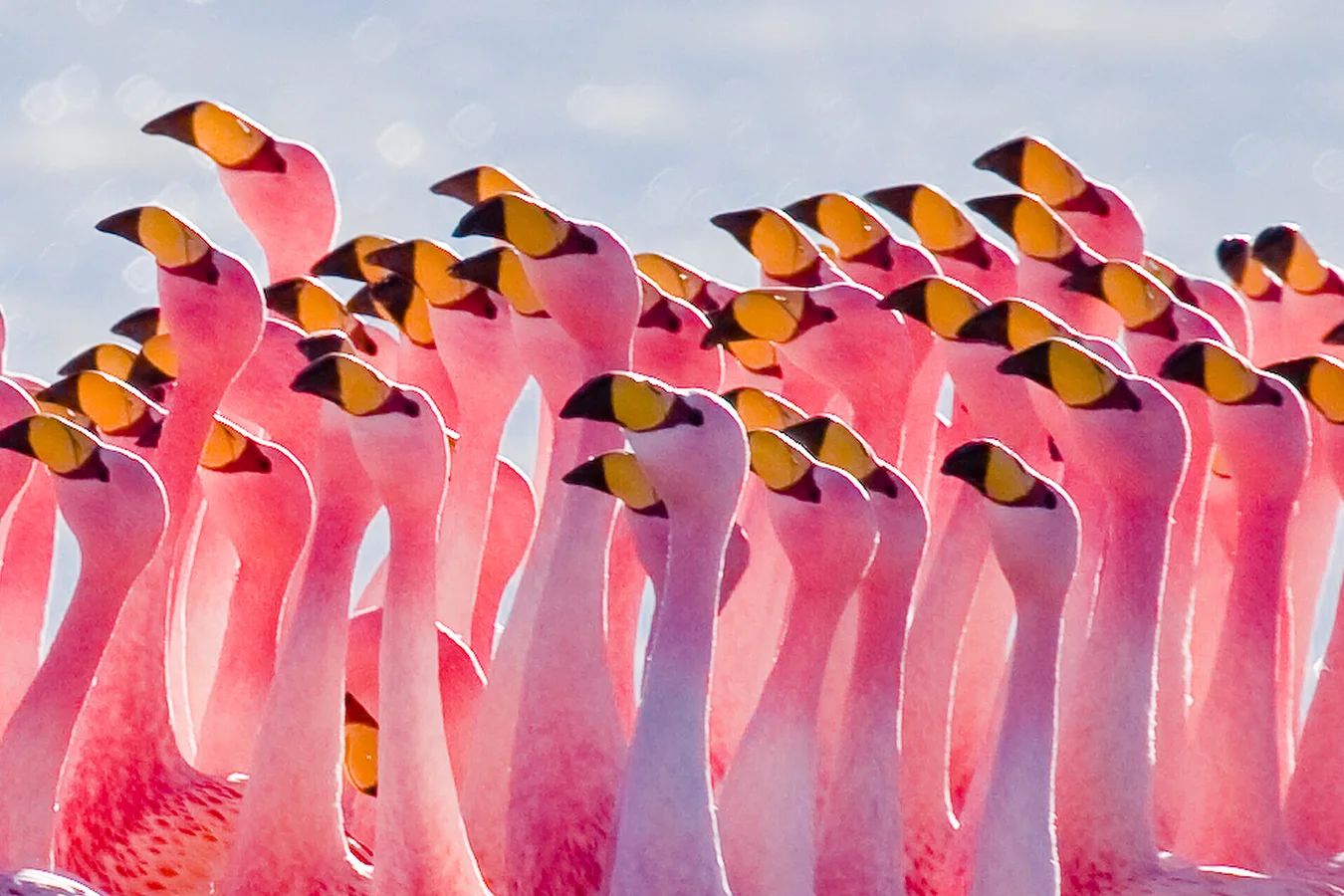 Por que os flamingos são símbolo da Flórida?